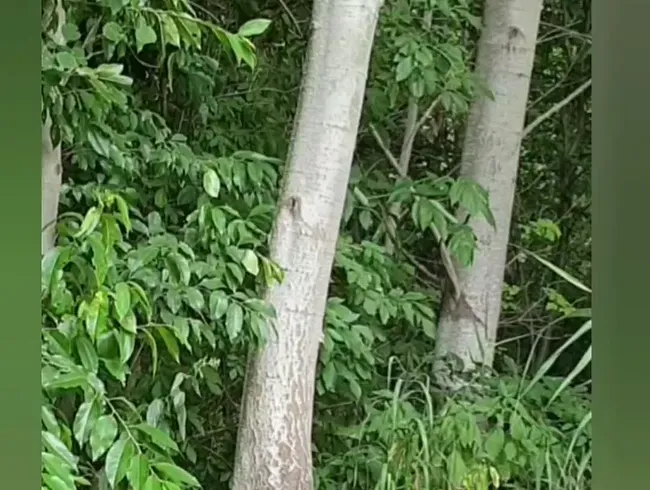 Gefesselt im Wald 2025